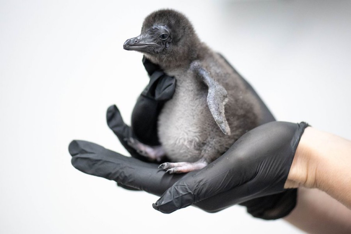 Henry the fairy penguin chick